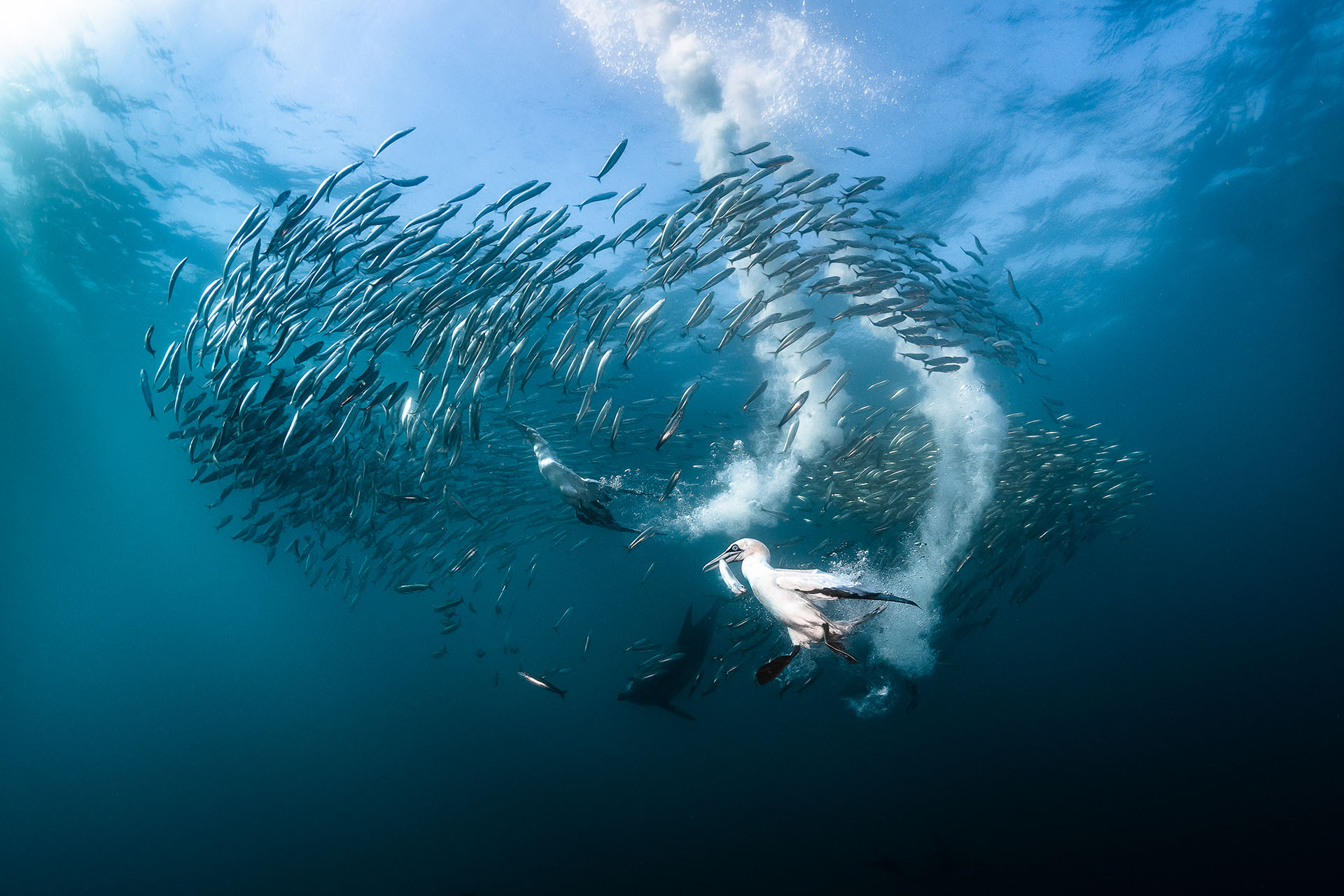 Le fou de Bassan, plus grand oiseau de mer d’Europe